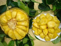 海南特产菠萝蜜长期发货