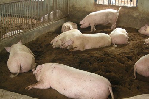优惠的荆门商品猪——物**所值的商品猪供应尽在荆门涵威畜牧