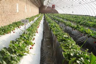 草莓立体种植槽厂家，草莓立体式种植槽 立体式栽培槽价格
