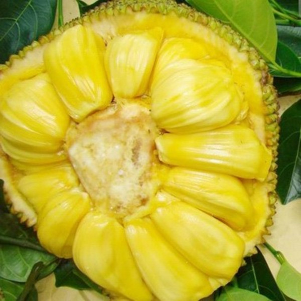 海南木菠萝供应，基地直采，果型饱满，马来一号品种长期有货
