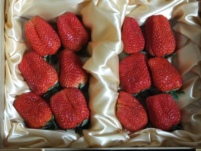 草莓自然催红、提前上市、不软果、不空心、无畸形果！用什么好呢 就用草莓膨大果快红