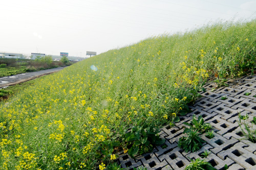 高速生态护坡施工，人工种草，边坡草毯草种包100 成活