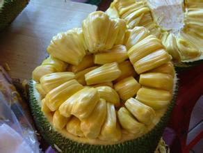 海南木菠萝，菠萝蜜新鲜水果，大树木菠萝蜜，鲜果