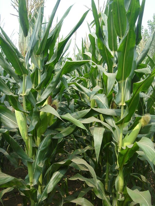 高产玉米品种——甘玉358