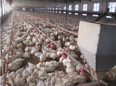 阳光温控设备肉鸡料线厂家|肉鸡料线厂家