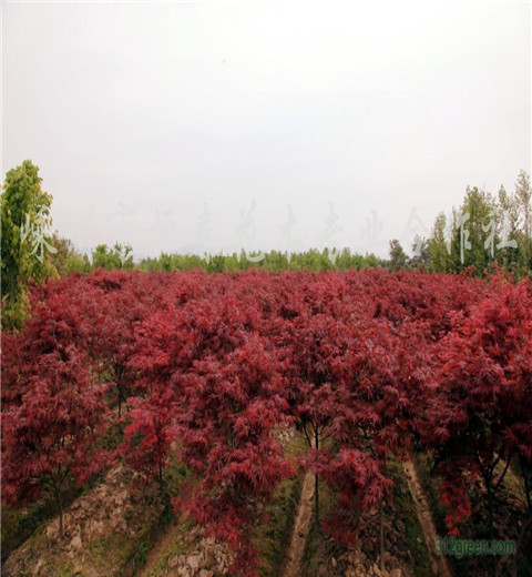 成都2-10公分红枫基地，成都红枫苗木价格图片