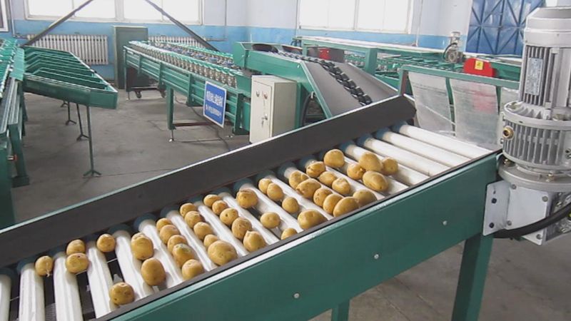马铃薯(土豆)自动分选机,土豆重量大小自动分选
