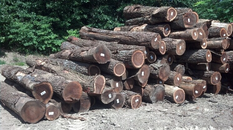 供应加拿大铁杉原木