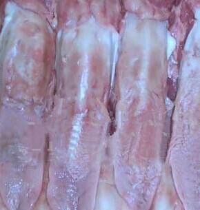 热销冷冻猪副产品 猪舌头 猪腱子肉 猪口条 猪耳朵 厂家直销价