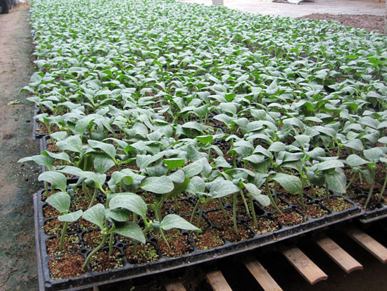 营养丰富的黄瓜育苗基质|实惠的黄瓜育苗基质可以选择广裕农业