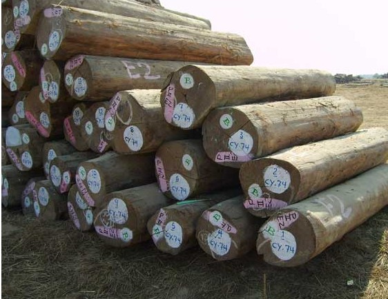 Chinese timber import and export customs clearance agent