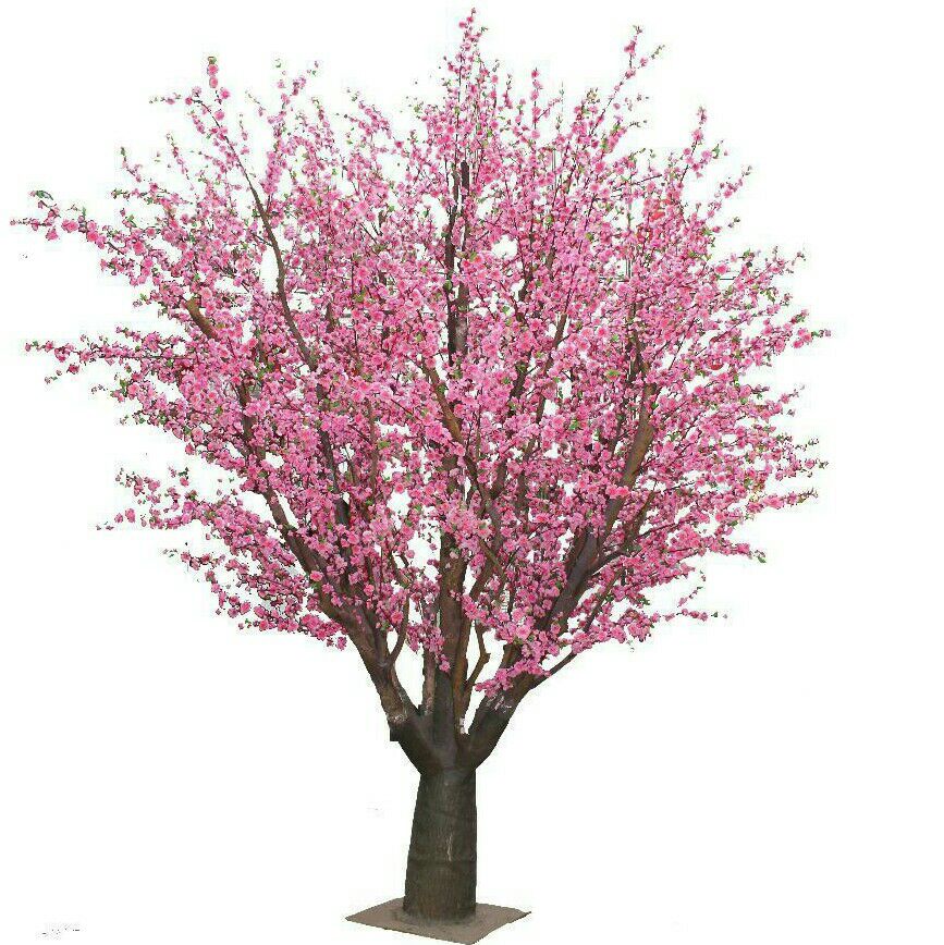 高清桃花树