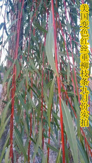 美国竹柳红竹柳树苗插条大量出售批发