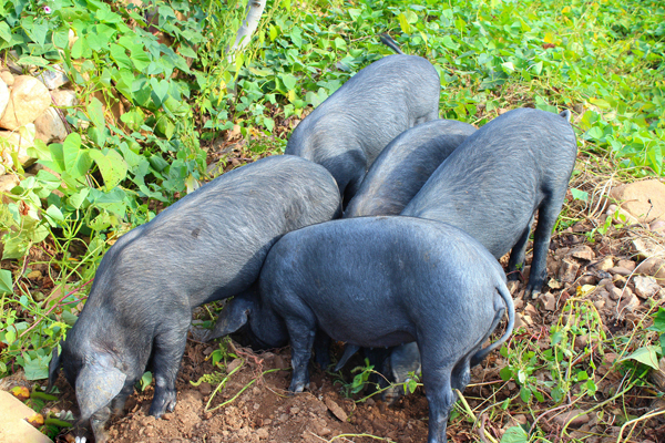 沂山黑猪养殖|大量供应价格合理的沂山黑猪