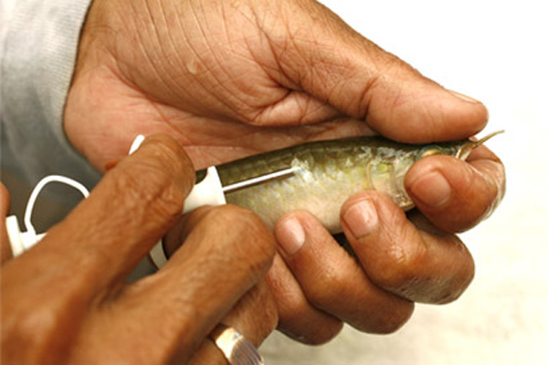 鱼类放流标记 鱼类体内芯片标记 鱼类电子芯片标记 鱼类pit标记 鱼类射频标记