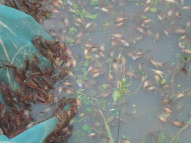 龙虾优质水环境的自然选择