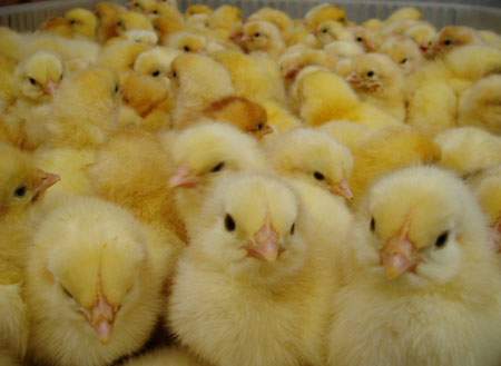 供应河南孵化场- 专业的种鸡场和育雏场