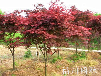 福川园林供应口碑好的红枫 苗木产品价格
