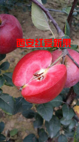 甘肃庆阳优质红肉苹果苗