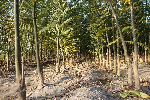 国槐种植基地 优质国槐可以选择澳森园林