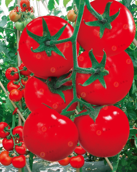 北京海淀区米瑞柯番茄种子批发**基地 中国台湾小番茄樱桃番茄种子