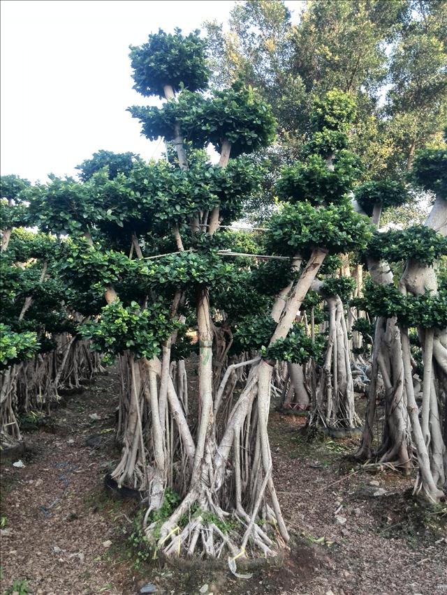 福建小叶榕桩头批发-找漳浦县珍成花卉专业合