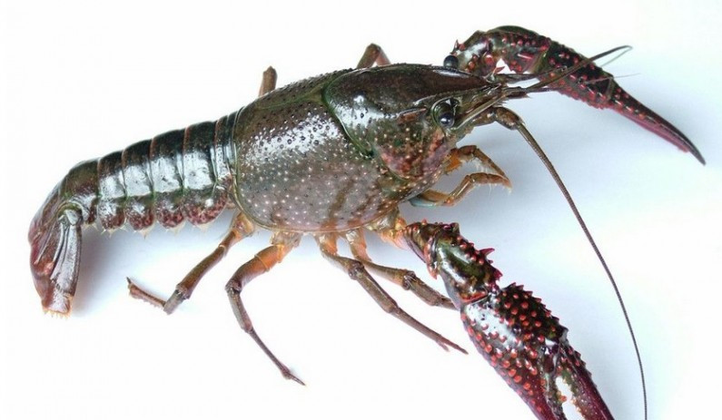武汉虾龙水产积极发展澳洲龙虾养殖产业