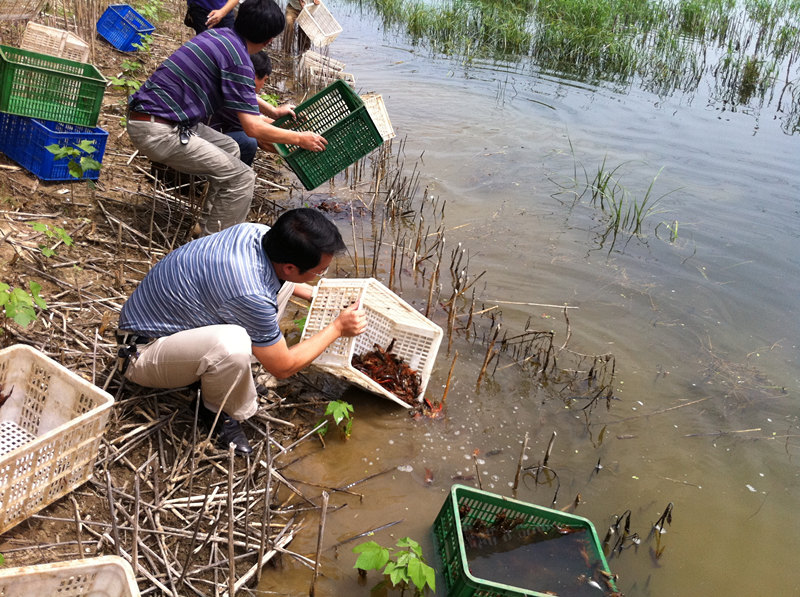 跟武汉虾龙水产养殖开发有限公司学习控制小龙虾养殖成本