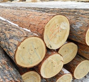 威龙木业供应俄罗斯落叶松原木