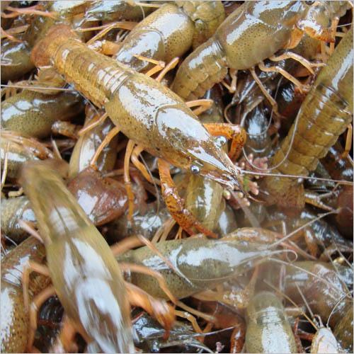 武汉虾龙促进湖北省大龙虾养殖产业的发展