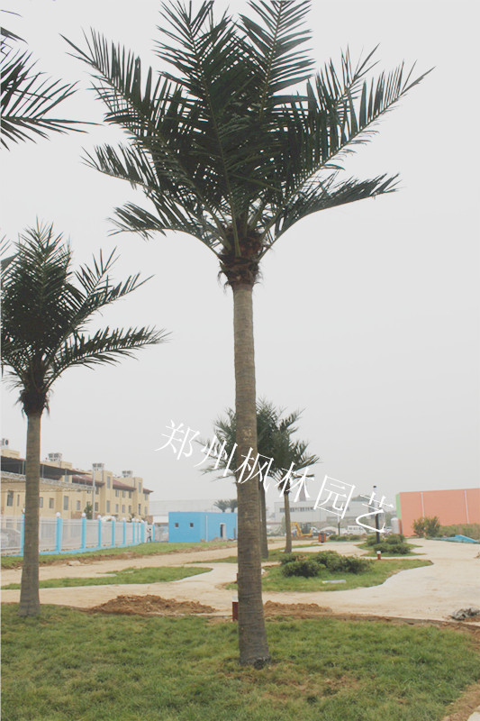 仿真椰子树假椰子树人造椰子树带果室外海南椰树景观装饰植物大树