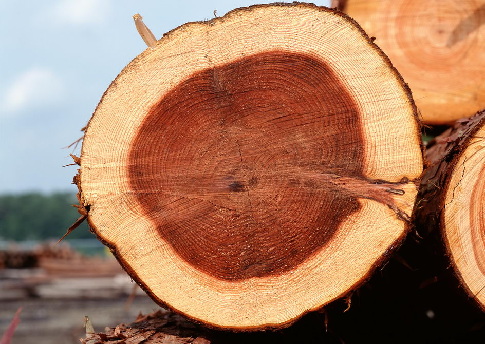 椴木原木，椴木木材，椴木原木厂家，椴木价格