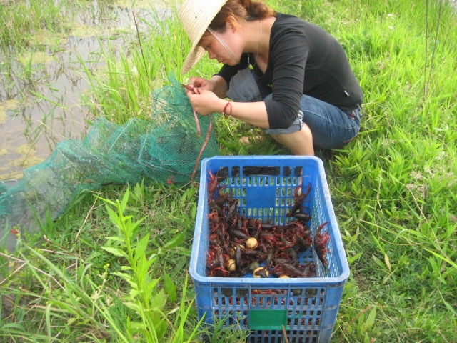 优良品质打造小龙虾养殖产业