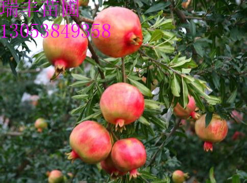 蛇果苹果树苗新品种 品质佳 批发供应