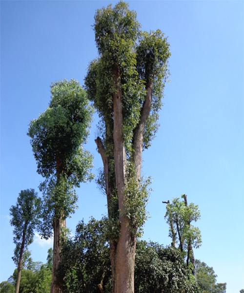 2015年夏季绿化树木栽培技术供应大全 3公分-10公分香樟价格表