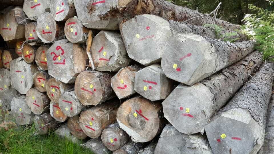 云杉1-7米,欧洲云杉,云杉家具木方板材,芬兰云杉