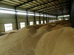 小麦收购公司|市场上优质的小麦在可以找到
