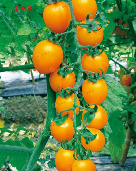 东城区南苑番茄种子批发 进口品牌番茄种子石头番茄种子批发