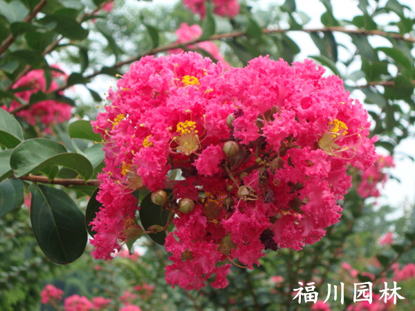 四川紫薇花——想买的紫薇，就到福川园林