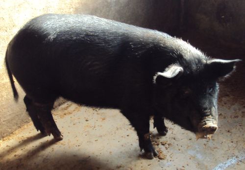 临朐县元杰生猪养殖出售划算的放养黑猪：批发黑猪养殖基地