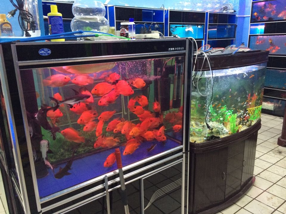 大型亚克力生态鱼缸公司-苏州高性价亚克力生态鱼缸上哪买