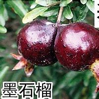 青州九州园艺供应价位合理的墨石榴|威海墨石榴