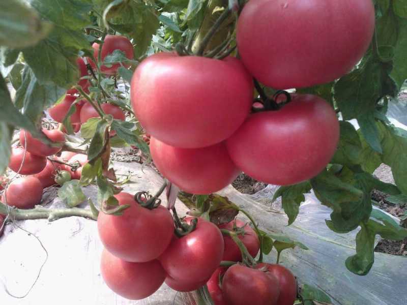 购买西红柿苗就选安信种苗 专业西红柿苗培育厂家