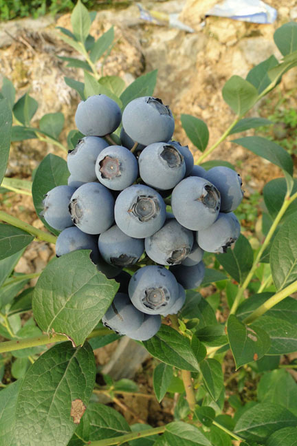 蓝莓苗价格 湖北蓝莓基地牧童蓝莓告诉您