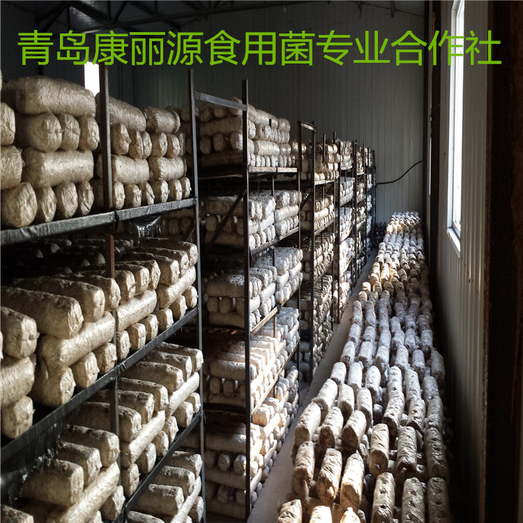供应山东青岛食用菌香菇菌棒808号2kg香菇菌包
