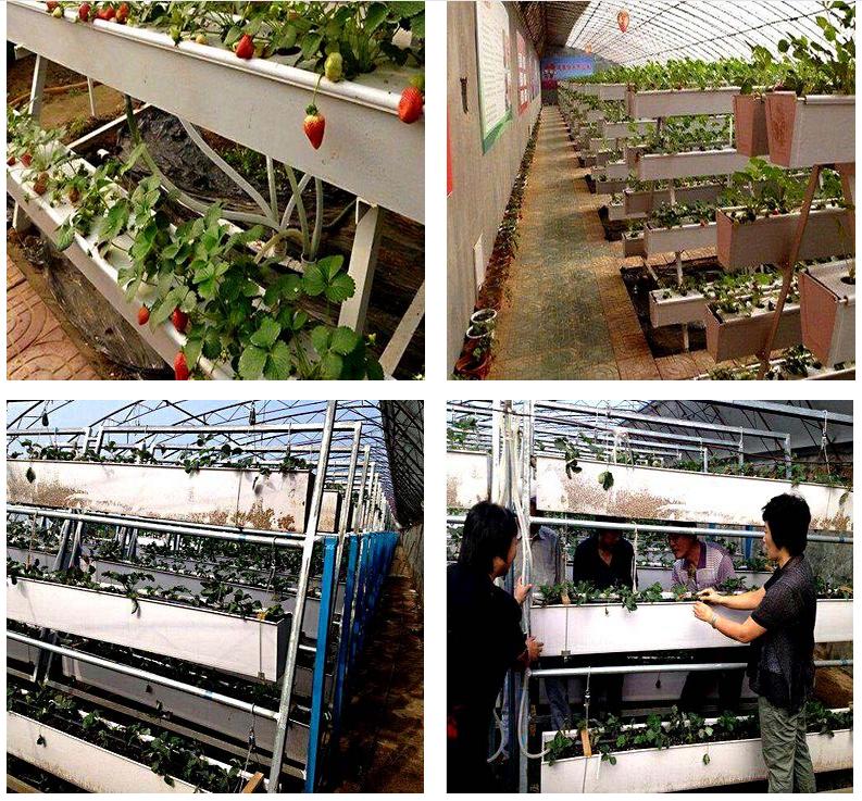 无土栽培设备 基质培 草莓** 立体草莓种植 立体栽培