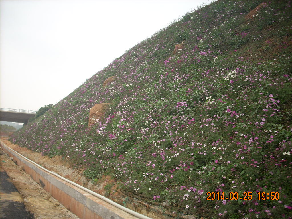 四川省绵阳市高速公路边坡绿化常用草籽灌木种子品种有哪些