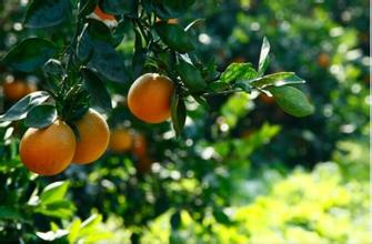 供应麻阳冰糖橙|血橙|苗木繁育基地-伟华苗木基地