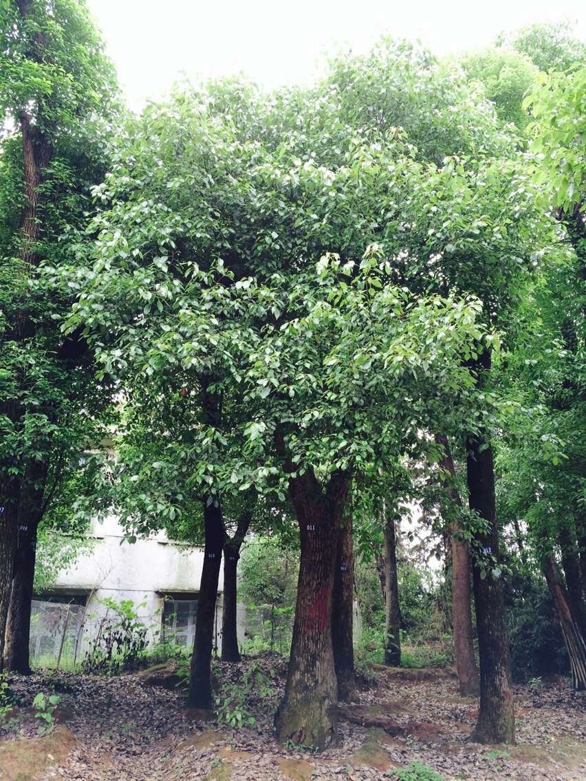 切杆移植香樟树20公分-50公分较低报价 2015年香樟树网上价格