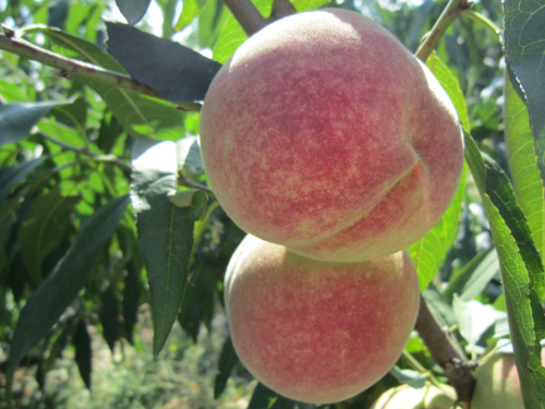 在中秋-国庆两大节日成熟的桃子---金秋红蜜